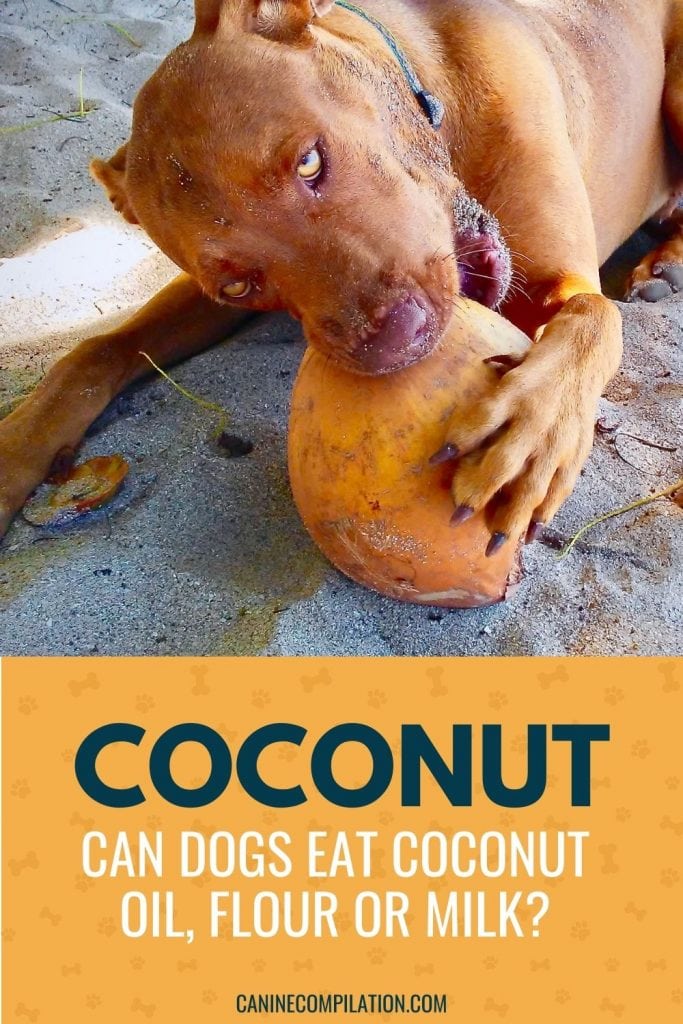 View of Can Dogs Eat Coconut? The Benefits And Risks - Canine Compilation